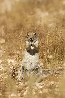 Ground Squirrel-in classic feeding stance-sequence Kalahari Desert-Kgalagadi National Park-South Africa