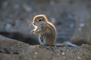 Images Dated 19th April 2005: Ground Squirrel - juvenile. Kgalagadi Transfrontier Park, South Africa