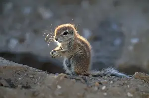 Ground Squirrel - juvenile. Kgalagadi Transfrontier Park, South Africa