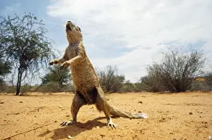 Ground Squirrel Kalahari desert, Botswana, Africa