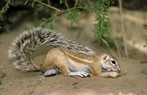 Ground Squirrel - Kgalagadi Transfrontier Park - South Africa