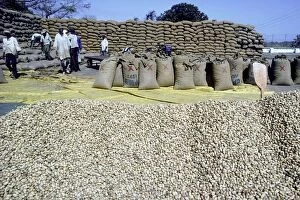 Farmer Gallery: Groundnuts - Africans processing groundnut harvest