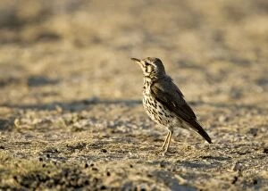 Images Dated 25th April 2000: Groundscraper Thrush - Warming itself at dawn- Northern Namibia- Africa