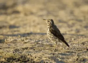 Thrushes Prints: Groundscraper Thrush - Warming itself at dawn- Northern Namibia- Africa