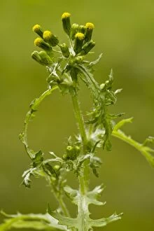 Groundsel - in flower; common annual weed
