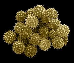Vulgaris Gallery: Groundsel Pollen