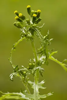 Groundsel (Senecio vulgaris) in flower; common annual weed. Dorset