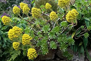 Madeira Prints: Group of Aeonium arboreum. Madeira's Botanical Gardens