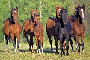 Group of Arabian Horses running together on meadow