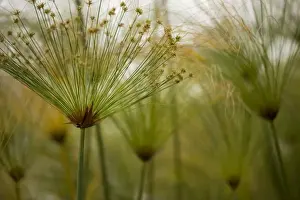 Reeds Prints: Group of Cyperas papyrus. Madeira's Botanical Gardens