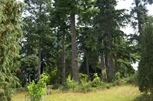 A group of Douglas Fir in Bedgebury Pinetum, Goudhurst, Kent. UK. August