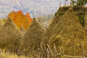 Harvests Prints: Group of hay stooks, with thatched barn and cherry tree beyond