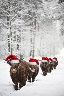 Images Dated 14th August 2018: Group of Highland Cows walking through the snow
