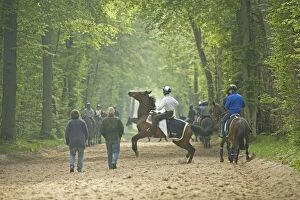 Approaching Gallery: Group of horses & riders - on bridle path in woods, Group of horses & riders - on bridle path in