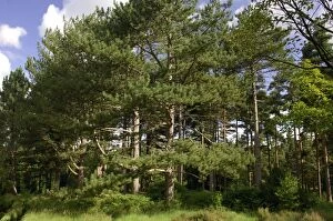 Images Dated 9th August 2006: A group of Maritime / Corsican Pine in Bedgebury Pinetum, Goundhurst, Kent. August