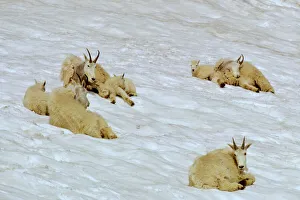 Fall Collection: Group of Mountain Goat nannies with kids staying cool on mountain snowpatch. Washington. USA Summer
