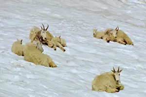 Cool Prints: Group of Mountain Goat nannies with kids staying cool on mountain snowpatch