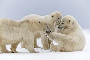 A group of three Polar Bear play together in the snow