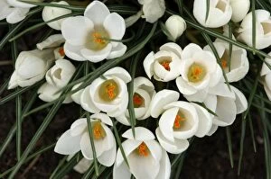 Images Dated 9th August 2006: Group of white crocuses with golden stigmas. A long established garden hybrid that is frost hardy