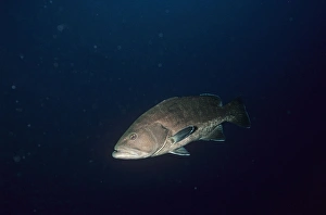 Images Dated 28th June 2007: Grouper