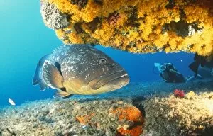 GROUPER by coral - with scuba diver