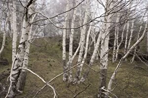 Grove of Mt. Etna birches