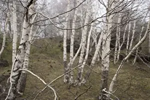 Birches Prints: Grove of Mt. Etna birches (Betula aetnensis) on Mt. Etna, Sicily