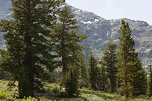 Images Dated 15th July 2008: Grove of Red Firs - near Winnemucca Lake in the Sierra Nevada, Carson Pass, California