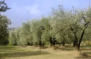 Grove Prints: Groves - autumn - Vaucluse - Beaumes de Venise - Provence - France
