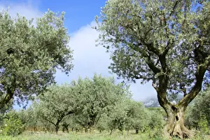 Groves - autumn - Vaucluse - Beaumes de Venise - Provence - France