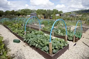 Cheltenham Prints: Growing vegetables in raised beds on community allotments - Bishops Cleeve - Cheltenham - UK