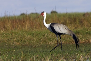 Images Dated 29th April 2006: grue caronculee. Wattled Crane Grus carunculatus