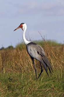 Images Dated 29th April 2006: grue caronculee. Wattled Crane Grus carunculatus