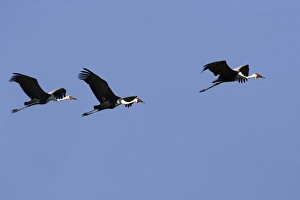 Images Dated 22nd April 2006: grue caronculee. Wattled Crane Grus carunculatus