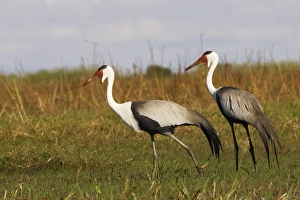 Images Dated 29th April 2006: grue caronculee. Wattled Crane Grus carunculatus