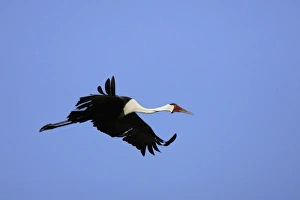Images Dated 21st April 2006: grue caronculee. Wattled Crane Grus carunculatus