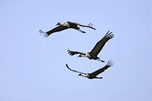 Images Dated 26th April 2006: grue caronculee. Wattled Crane Grus carunculatus