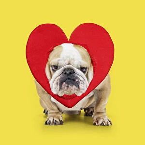 Grumpy Bulldog wearing heart red heart collar