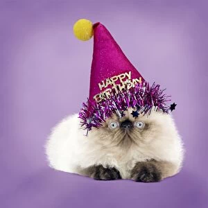 Grumpy Persian Seal Point kitten wearing a Happy Birthday party Hat