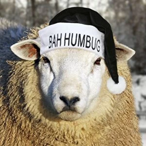 Grumpy sheep wearing a Bah Humbug Christmas santa hat