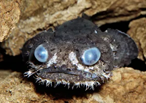 Bizarre Collection: Grunting Toadfish - Indo-West Pacific