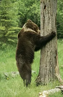 Grub Prints: Grzzly Bear
