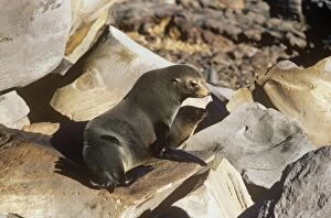 Images Dated 2nd July 2007: Guadalupe Fur Seal