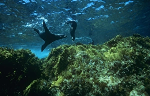 Images Dated 2nd July 2007: Guadalupe Fur Seal - swimming and diving underwater Mexico
