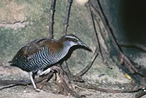 Rail Prints: Guam Rail