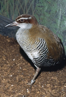 Images Dated 24th September 2007: Guam Rail Bird - extinct in the wild Island of Guam Micronesia