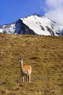 Images Dated 21st March 2010: Guanaco - one adult standing at the foot of a grassy