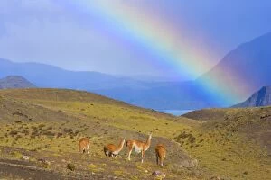 Images Dated 21st March 2010: Guanaco - some adults standing on grassy slopes