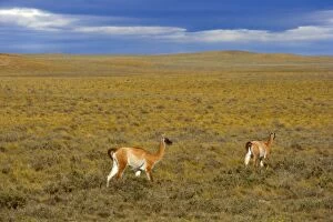 Images Dated 8th March 2010: Guanaco - two adults walking through the windswept