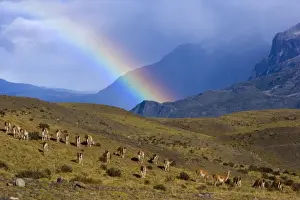 Rainbows Prints: Guanaco - big herd grazing on grassy slopes under a rainbow in front of Cuernos del Paine massif - Torres del Paine
